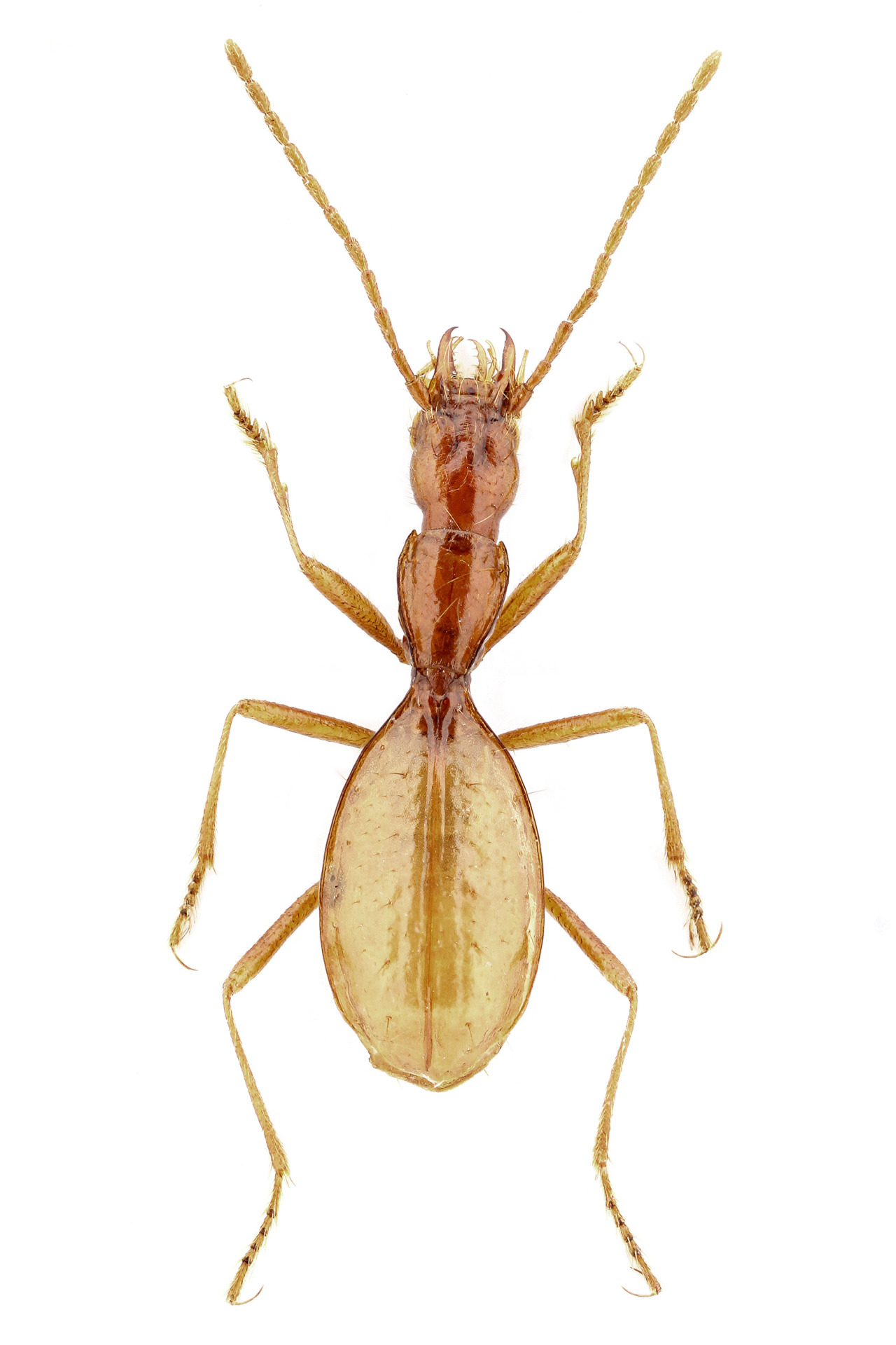 Coleoptera Acheroniotes golovranicensis