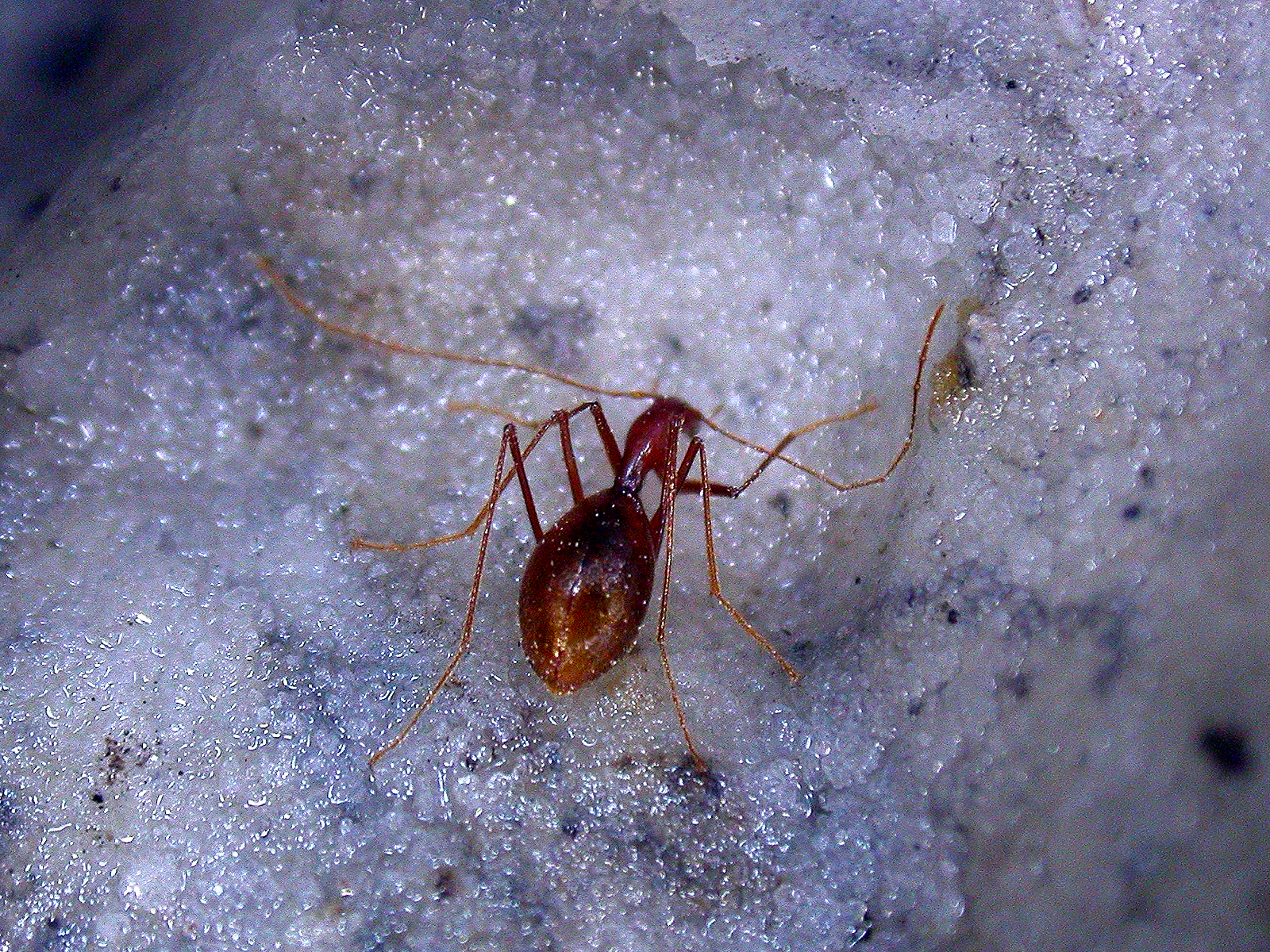 Coleoptera Anthroherpon ganglbaueri ganglbaueri