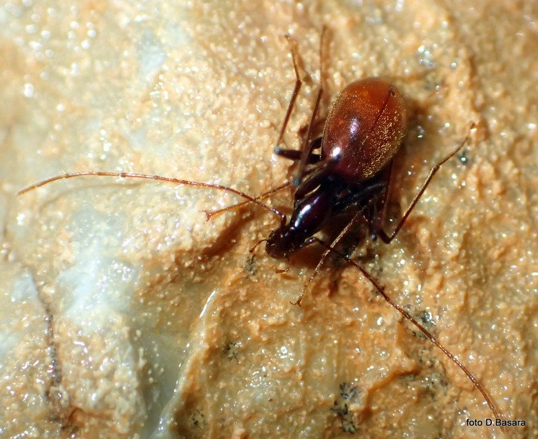 Coleoptera Anthroherpon taxi trezzii