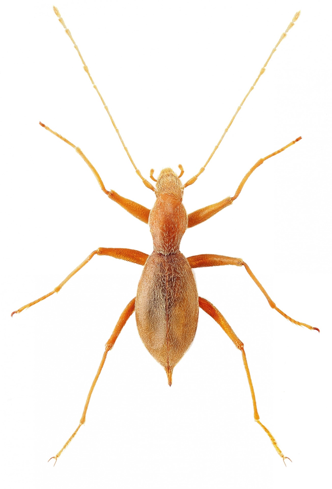 Coleoptera Nauticiella djokici