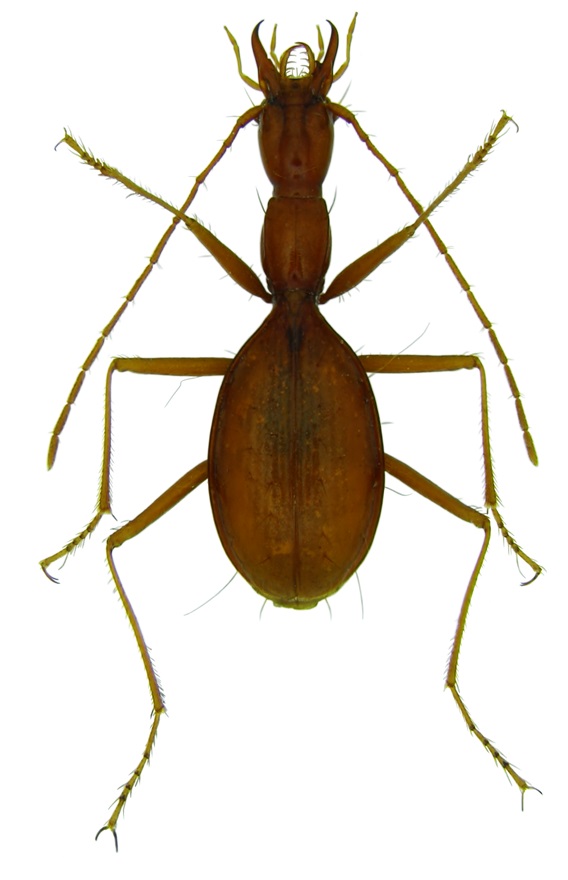 Coleoptera Scotoplanetes aquacultor