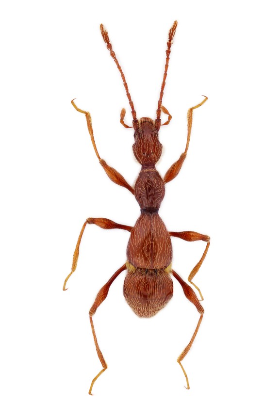 Coleoptera Seracamaurops (Cordiamaurops) fritschi